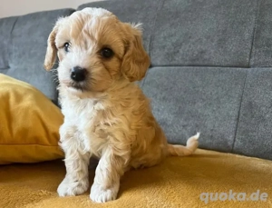 Wunderschöne Maltipoo-Welpen