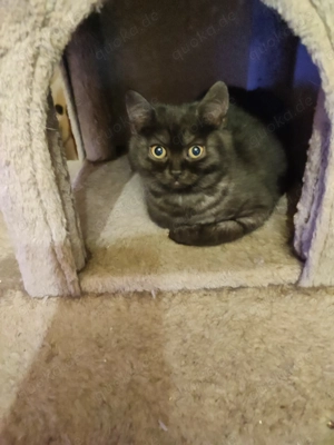 Katzen Kitten BKH Mix 