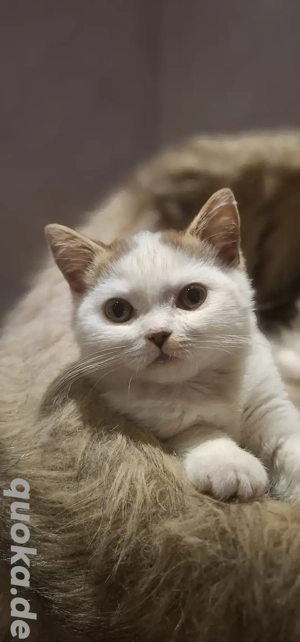 BKH Kitten Chocolate Tabby White 