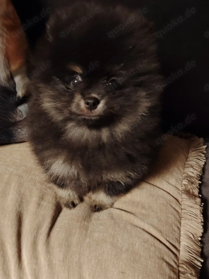 Pomerania Zwergspitz Reinrassig!