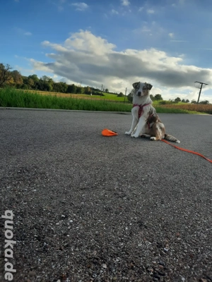 Australian Shepherd Hündin Red Merle Junghund 