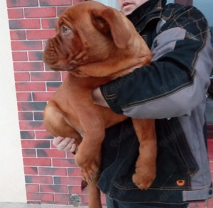 Bordeauxdoggen Welpen mit Ahnentafel