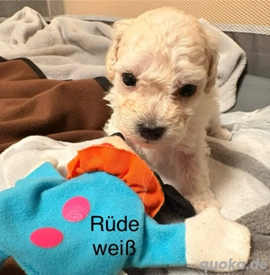 Maltipoo Havapoo Welpen