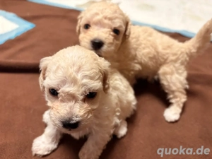 Maltipoo Havapoo Welpen