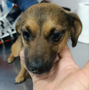 Lillyfee sucht ein liebevolles Zuhause