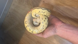 Super pastel Enchi Clown 0.1 Königspython