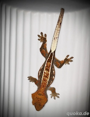 1.0 Kronengecko Cappuccino Bild 3