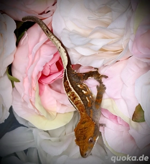 1.0 Kronengecko Cappuccino