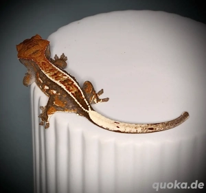 1.0 Kronengecko Cappuccino Bild 2