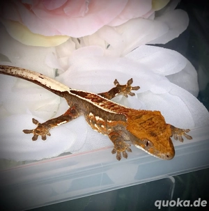 1.0 Kronengecko Cappuccino Bild 5