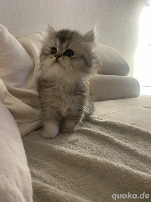 Britisch Langhaar Kitten abgabebereit