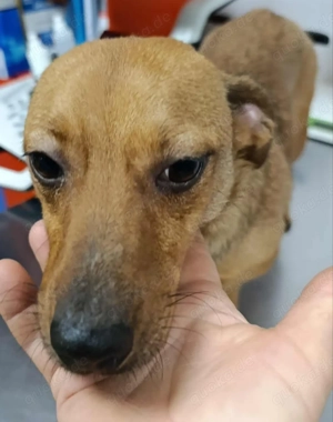 Leonie sucht ein liebevolles Zuhause für immer Bild 9