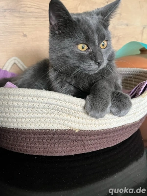 liebe BKH russisch blau Mix Dame abzugeben