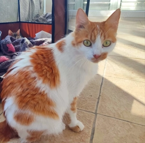 Katzen aus dem Tierschutz