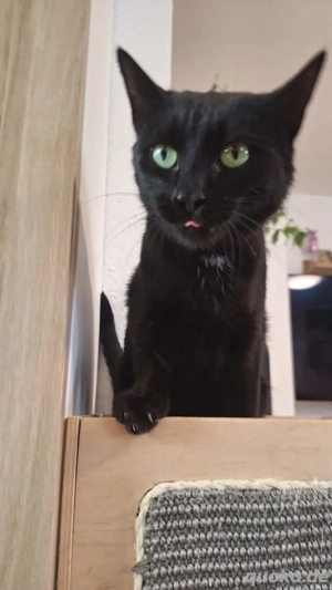 Hauskatze Weiblich schwarz ca 4kg