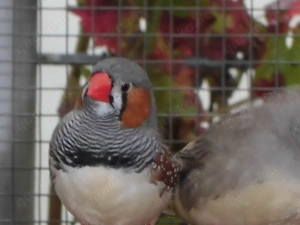 Zebrafinken in Wildfarbe abzugeben