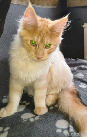 Maine coon mit Ahnentafel Bild 4 vom ersten Wurf 