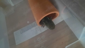 Axolotl Baby abzugeben