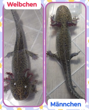 Axolotl Wildlinge suchen ein Zuhause 