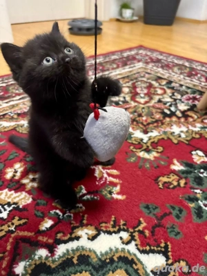 reinrassige BKH Kitten 