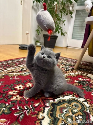 reinrassige BKH Kitten 