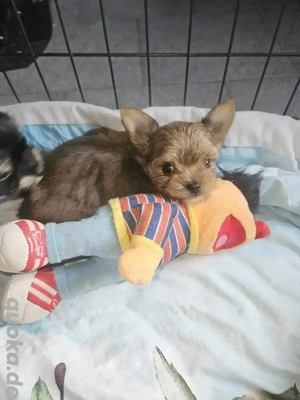 Chihuahua Yorkshire Terrier Mix