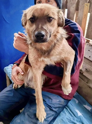 Junghund Benny   Pfote drauf, mit ihm wird das Leben heller Bild 2