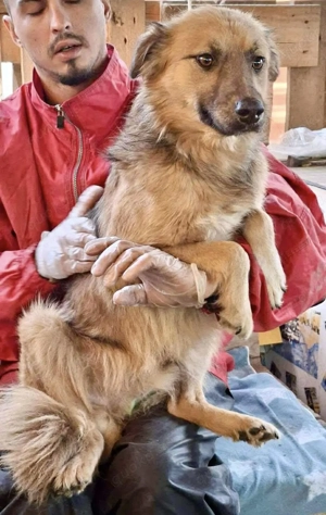 Junghund Benny   Pfote drauf, mit ihm wird das Leben heller Bild 6