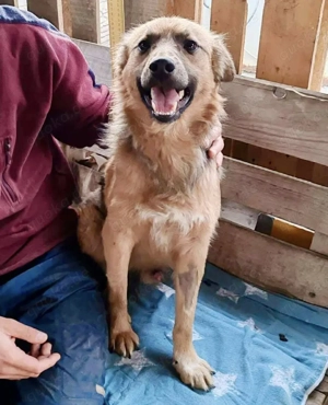 Junghund Benny   Pfote drauf, mit ihm wird das Leben heller Bild 5