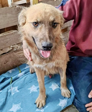 Junghund Benny   Pfote drauf, mit ihm wird das Leben heller Bild 4