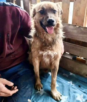 Junghund Benny   Pfote drauf, mit ihm wird das Leben heller Bild 7