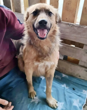 Junghund Benny   Pfote drauf, mit ihm wird das Leben heller Bild 3