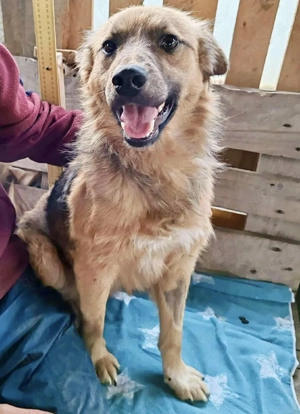 Junghund Benny   Pfote drauf, mit ihm wird das Leben heller Bild 8