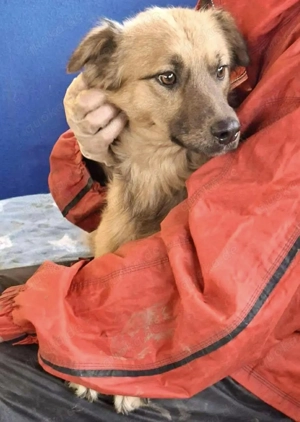 Junghund Benny   Pfote drauf, mit ihm wird das Leben heller
