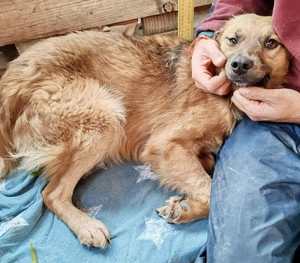 Junghund Benny   Pfote drauf, mit ihm wird das Leben heller Bild 10