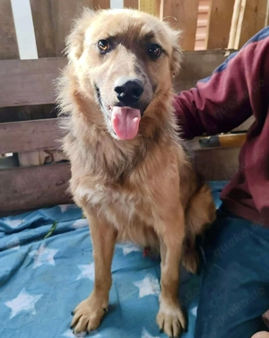 Junghund Benny   Pfote drauf, mit ihm wird das Leben heller Bild 9