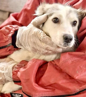 Lora   sanfte Maus braucht ruhiges Nest