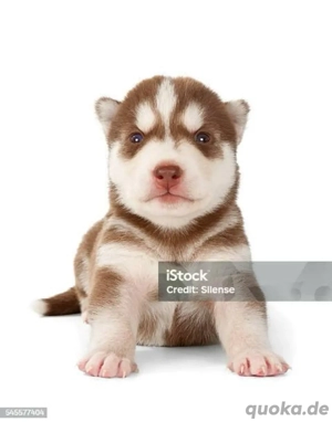 Husky Sibirian Malamute