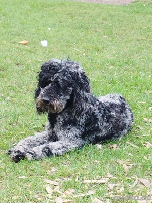 Königspudel   Pudel  