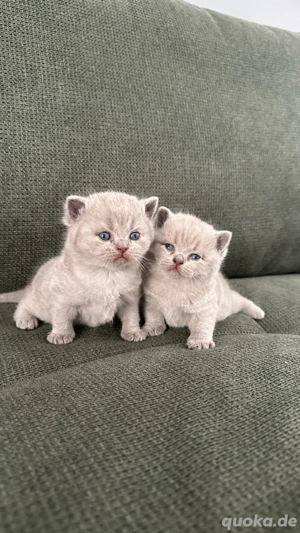 bkh BKH Britiche Kurze Haare