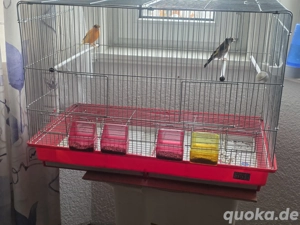 Ein Kanarienvogel mit einem Stieglitz.1.1