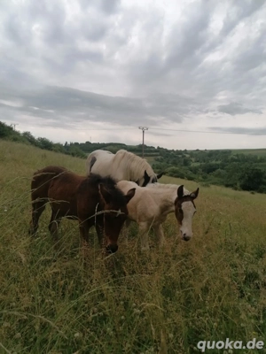 Stutfohlen Fohlen Absetzer Bild 2