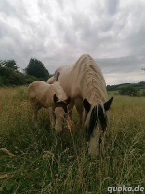 Stutfohlen Fohlen Absetzer