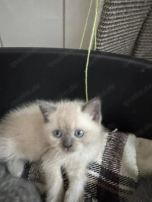 BKH Kitten zum Verkaufen 6 Kitten