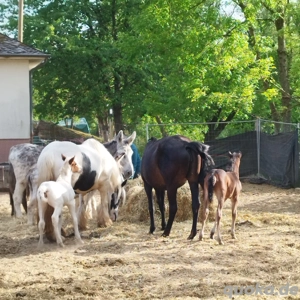 Stutfohlen Fohlen Absetzer Bild 3