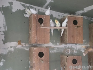 Paare von Albino-Nymphensittichen 1.1