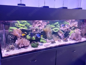 Riffgestein   Riffplatten   Lebendgestein Meerwasser