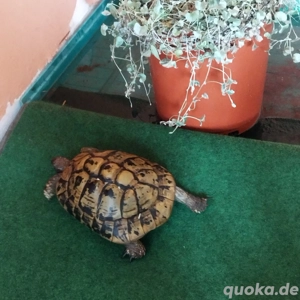 winterquatier für Reptilien Schildkröten