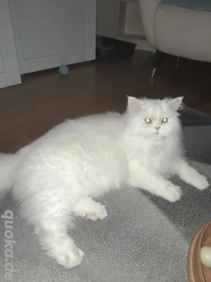 Deckkater Perserkater  