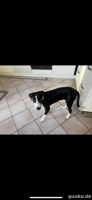 Welpe sucht ein Zuhause 